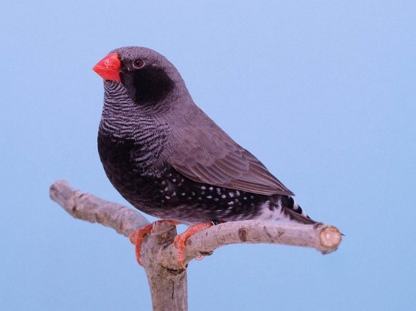 ZWW BLF grijs P1242815